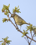 Orange crowned Warbler 2161